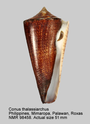 Conus thalassiarchus (14).jpg - Conus thalassiarchus G.B.Sowerby,1834